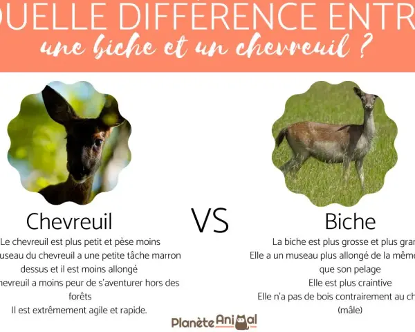 Un chevreuil, petit et agile, face à une biche, plus grande et craintive. L'image compare ces deux cervidés.