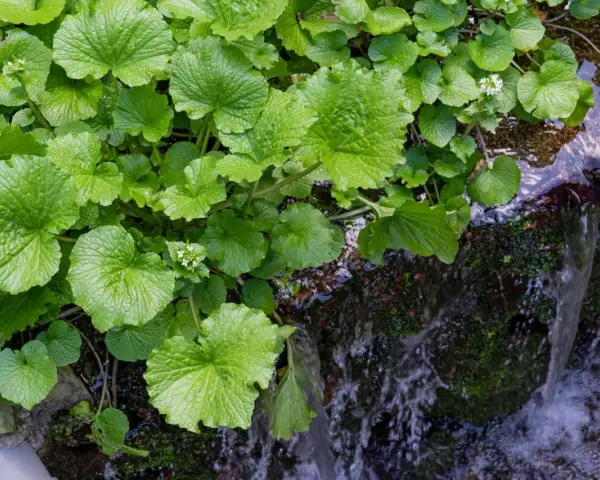 Grüne, herzförmige Blätter der Wasabi-Pflanze wachsen üppig am Ufer eines plätschernden Baches. Kleine weiße Blüten sind zwischen den Blättern zu sehen.