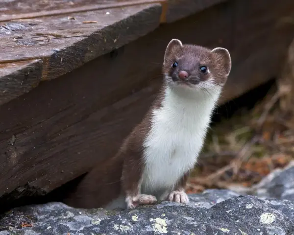 Donnola curiosa spunta da sotto un riparo di legno, forse in cerca di prede come piccoli animali che mangiano le galline.