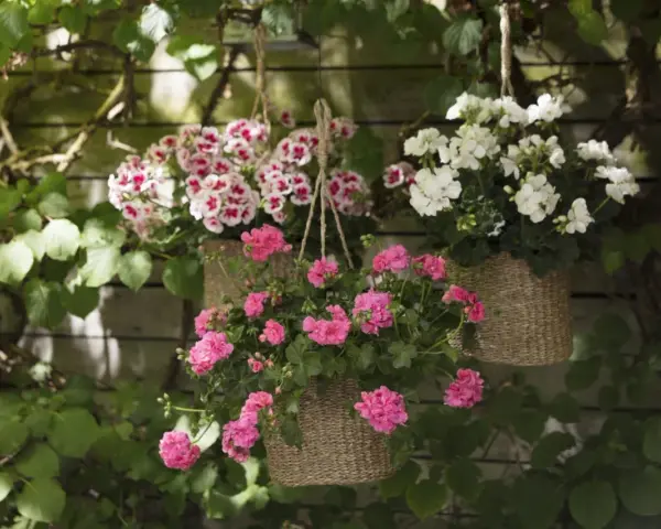 Härliga blommor i ampel utomhus, med rosa och vita blommor som hänger från en trävägg.