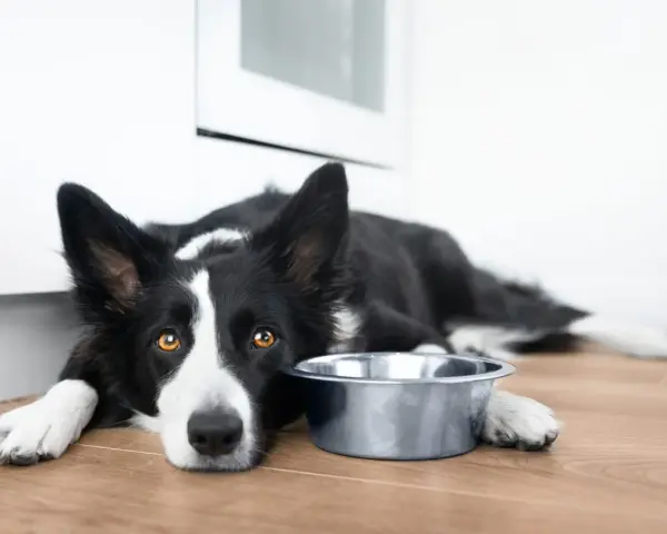 Smutny border collie leży obok pustej miski. Zastanawiasz się nad border collie cena?