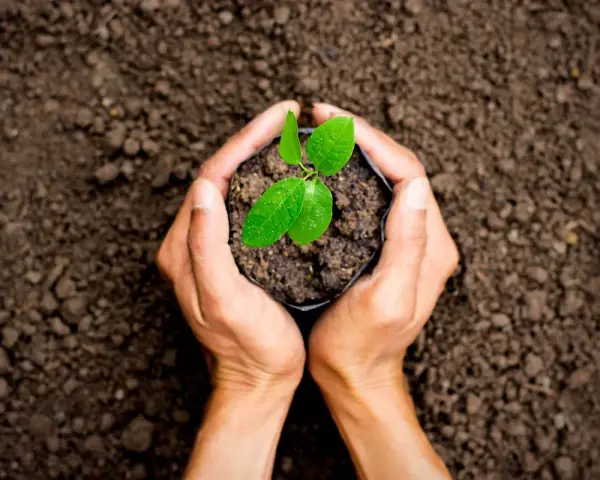 Mani che sorreggono una piantina in un sacchetto, pronta per essere piantata. Un futuro rigoglioso grazie a trattamenti fitosanitari efficaci.