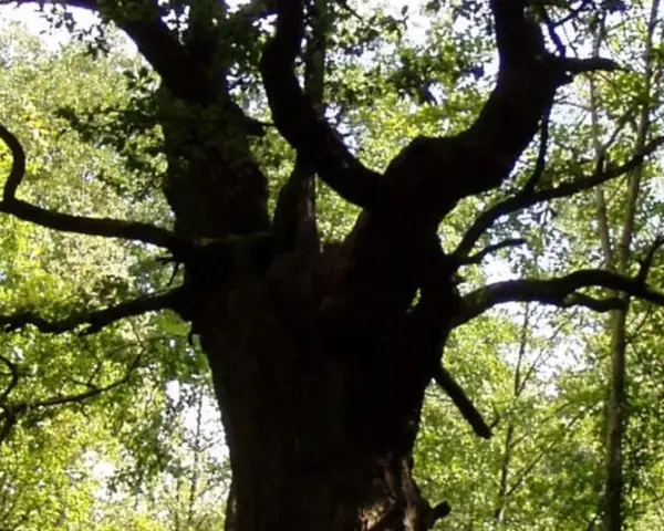 Eine dicke Marie, ein alter Baum mit knorrigen Ästen, ragt in den sonnendurchfluteten Wald.