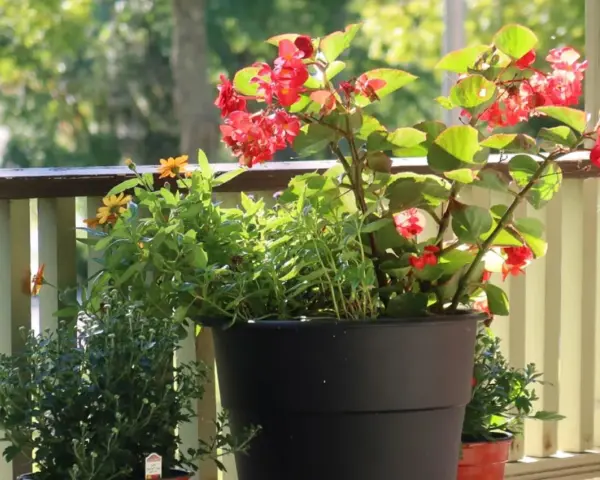 Piękne czerwone kwiaty na balkon, w donicy obok żółtych i zielonych roślin. Słońce pięknie oświetla kompozycję.