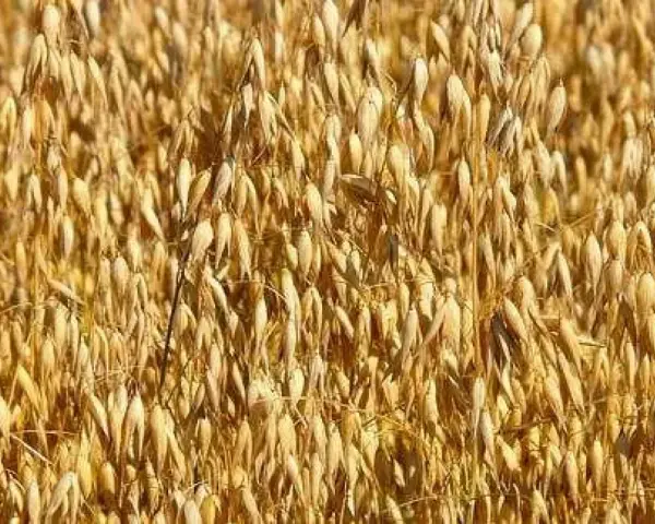 Ile nawozu na hektar owsa – uniknij błędów w nawożeniu i zwiększ plony