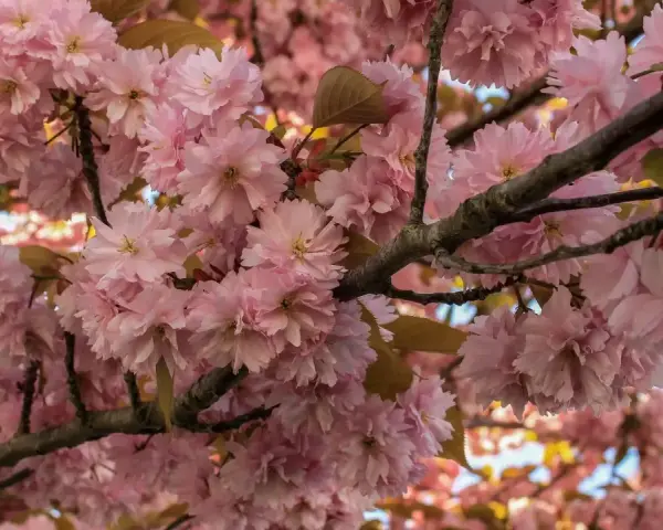 Kwiaty różowego sakura drzewa tworzą gęste skupiska na gałęziach, otoczone delikatnymi liśćmi.