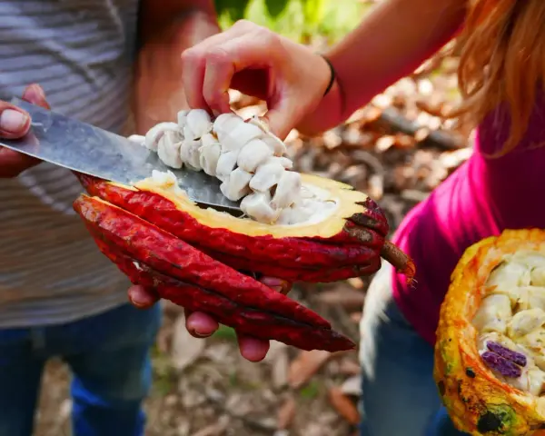 Main de femme retirant des fèves de cacao crues d'une cabosse rouge vif. Attention, le cacao cru peut présenter un danger.