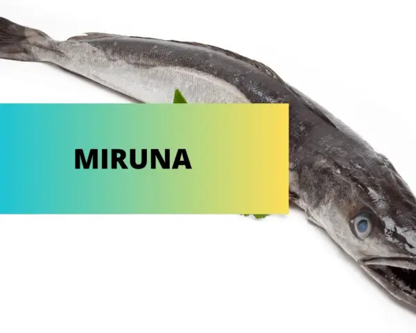Miruna to ryba morska, drapieżna, o wydłużonym ciele i charakterystycznym pysku.