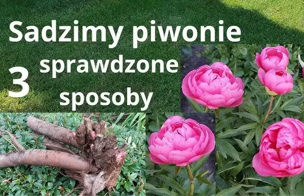 Jak sadzić piwonie, aby uniknąć najczęstszych błędów w ogrodzie