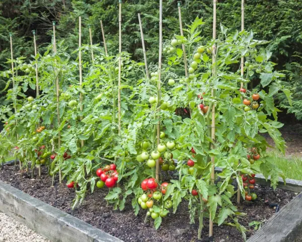 Rzędy pomidorów w podwyższonej grządce, podparte bambusowymi tyczkami. Widać zielone i czerwone owoce, zapowiadające obfite plony. Pomidory uprawa w pełni.