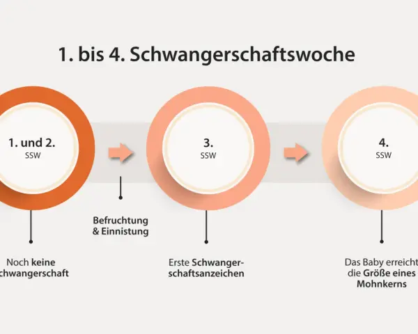 Frühe Schwangerschaftswochen: 1.-2. SSW (keine Schwangerschaft), 3. SSW (Befruchtung, erste Anzeichen), 4. SSW (Baby wie Mohnkorn). Manche Frauen erleben trotz Schwangerschaft eine Periode.