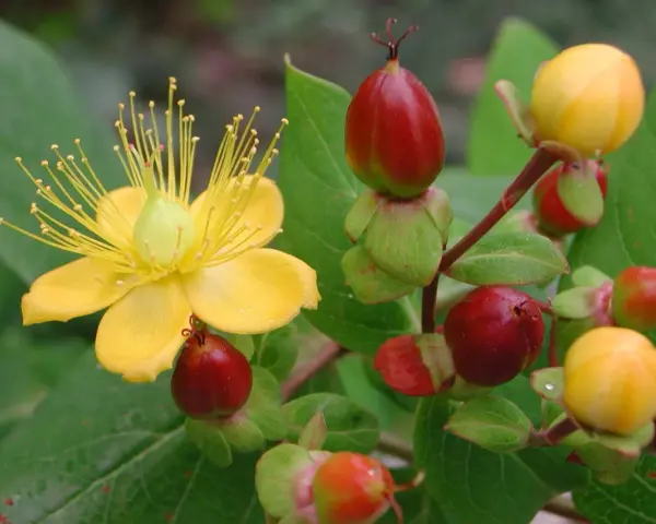 Gelbe Blüte und rote Beeren der Johanniskraut Pflanze.