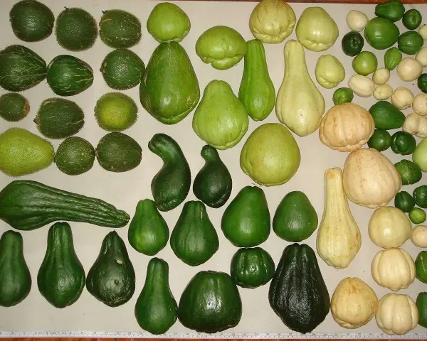 Varietà di chayote, alcune lisce, altre con una texture che ricorda la zucca spinosa, in diverse tonalità di verde e giallo.