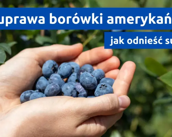Dłonie pełne borówek amerykańskich, symbol udanej uprawy. Jak osiągnąć sukces w ich hodowli?