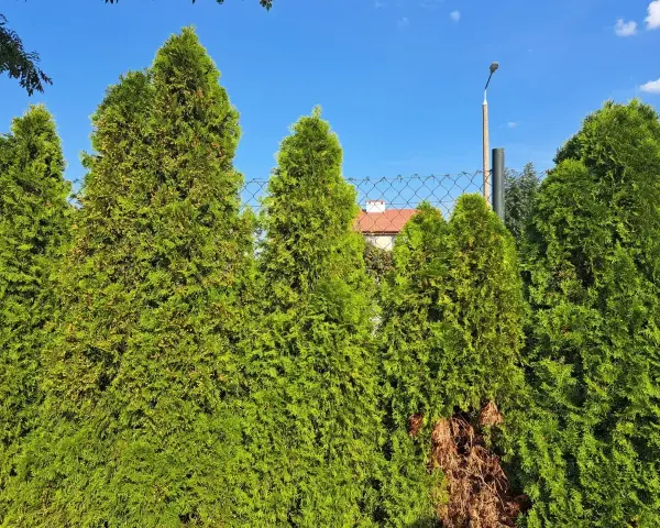 Zielone tuje tworzą gęsty żywopłot, pokazując, kiedy tuja jest drzewem. W tle widać dom i niebo.