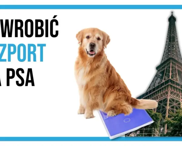 Jak wyrobić paszport dla psa? Krok po kroku, koszty, wymagania
