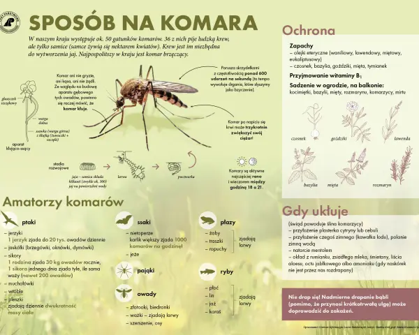 Domowe sposoby na komary: olejki eteryczne, czosnek, bazylia, goździki, mięta, tymianek, witamina B1. Rośliny odstraszające komary.