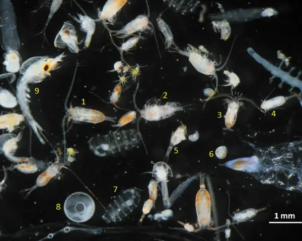 Vielfalt an tierischem Plankton unter dem Mikroskop: Copepoden, Krilllarven und andere winzige Meeresbewohner treiben im Wasser.