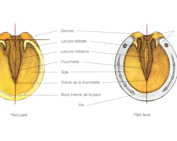 Anatomie du sabot cheval : pied paré et pied ferré, montrant la fourchette, la sole et le fer.