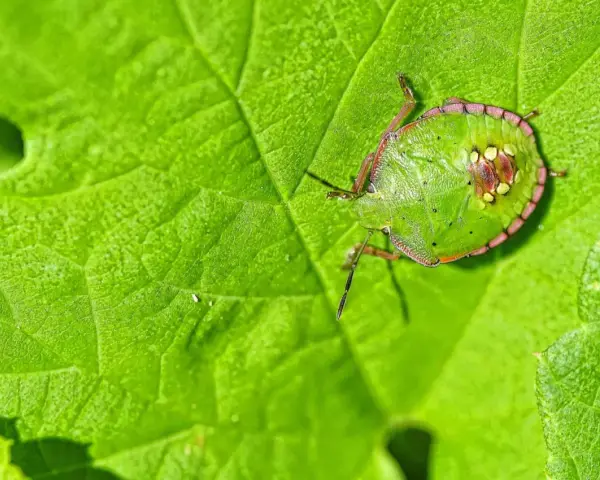 Un diminuto insecto, uno de los chinches verdes, descansa sobre una hoja verde vibrante, camuflándose perfectamente.