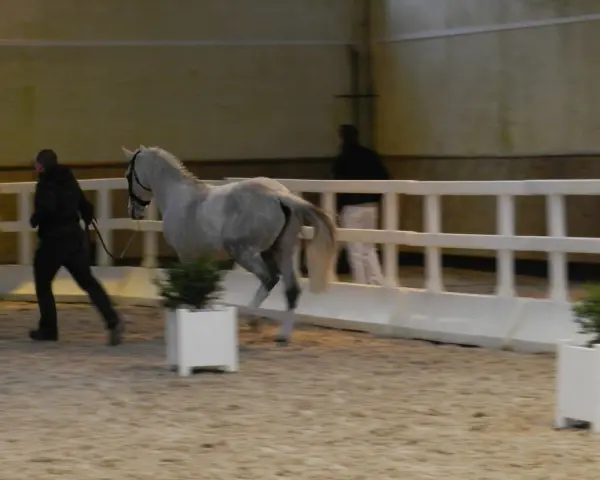 Un homme en noir mène un cheval gris dans une carrière. Le cheval a des testicules de cheval bien visibles.