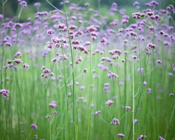 Fält av lila verbena perenn blommor mot en suddig grön bakgrund.