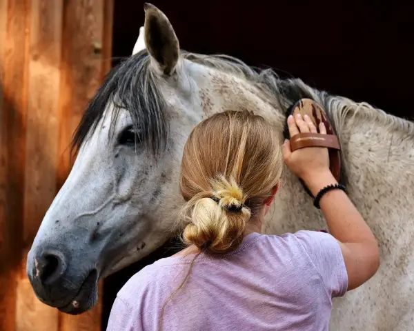 Une jeune femme brosse un cheval. L'image ne montre pas de maltraitance cheval.
