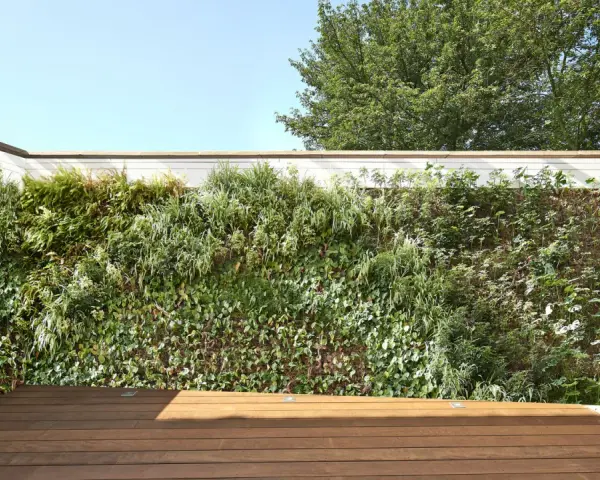 Un mur végétal luxuriant cache un vilain mur extérieur, créant un espace extérieur verdoyant et moderne avec une terrasse en bois.
