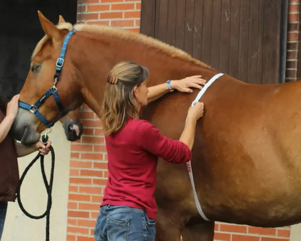 Deux femmes mesurent un cheval pour savoir quand vermifuger son cheval. L'une tient la longe, l'autre utilise un mètre ruban.