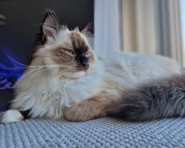 Uroczy ragdoll z niebieskimi oczami leży na miękkim kocu, wyglądając przez okno.