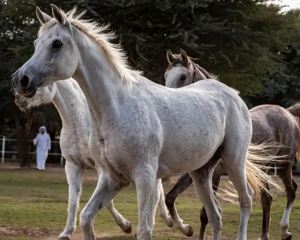 Trois chevaux, dont une magnifique saillie pur sang arabe, se promènent dans un pré. Un homme en tenue traditionnelle les observe.