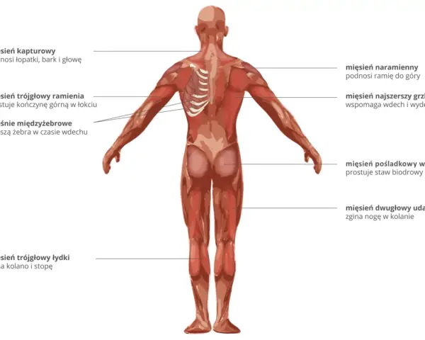 Anatomia człowieka z widoczną budową mięśnia szkieletowego. Pokazano mięśnie pleców, ramion, pośladków i nóg.