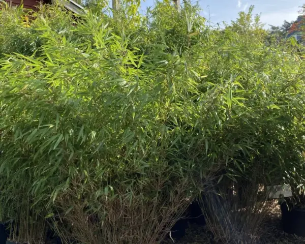 En stor grupp bambu i kruka, med frodiga gröna blad som vajar i vinden.