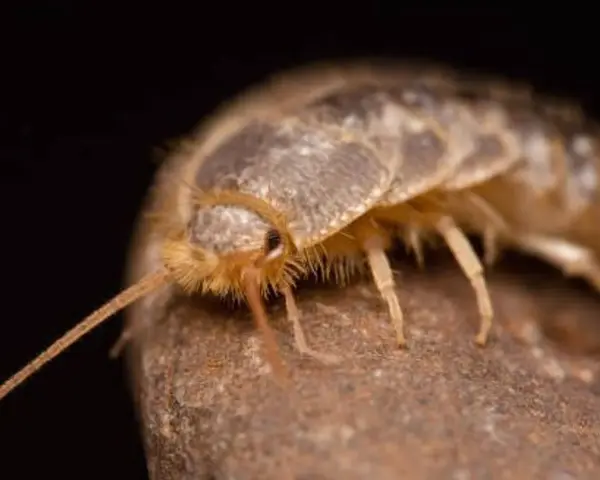 Un pececillo de plata gigante, con sus antenas largas y cuerpo escamoso, se posa sobre una roca.