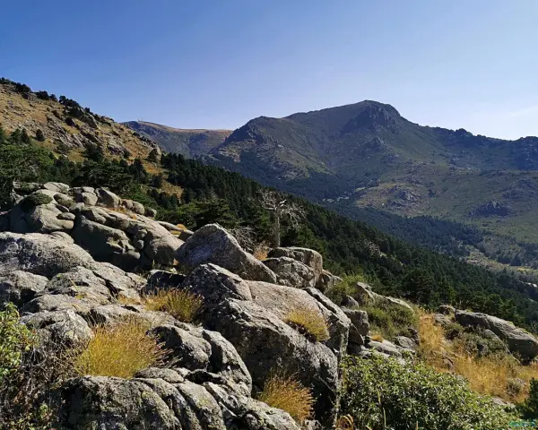 Rocas y vegetación en la ladera de la barranca, con un bosque de pinos y montañas al fondo bajo un cielo azul.