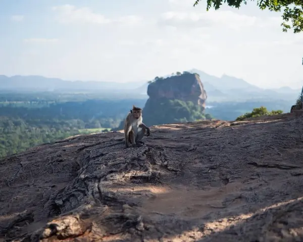 Małpa na skale z widokiem na Lwią Skałę. Sri Lanka czy warto? To pytanie zadaje sobie wielu, a widok zapiera dech.