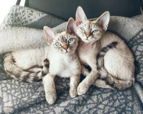 Czy Devon Rex uczula? Co musisz wiedzieć przed zakupem kota
