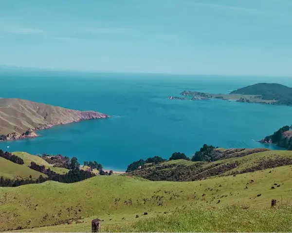 Grüne Hügel und das blaue Meer, ein malerischer Ausblick, der an ein Auslandspraktikum in Neuseeland erinnert. Kühe grasen friedlich.
