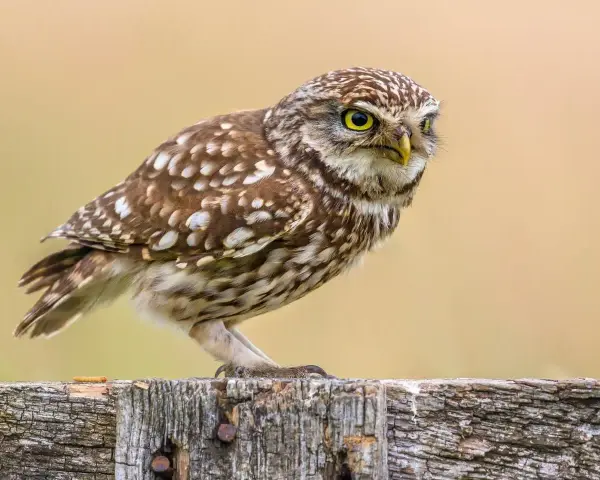 Mała sowa Athene noctua z żółtymi oczami siedzi na drewnianym płocie, czujnie obserwując otoczenie.