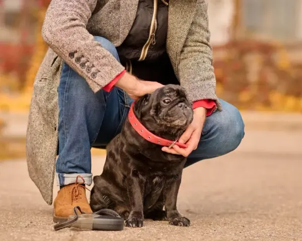 Mi perro me sigue a todos lados en la casa. Este pug negro con collar rojo es mi fiel compañero.