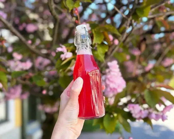 En hand håller en flaska med rosa rabarbersirap framför en blommande körsbärsträd.