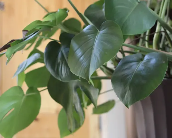 Monstera deliciosa, znana jako kwiaty trujące, ma duże, zielone liście z charakterystycznymi nacięciami.