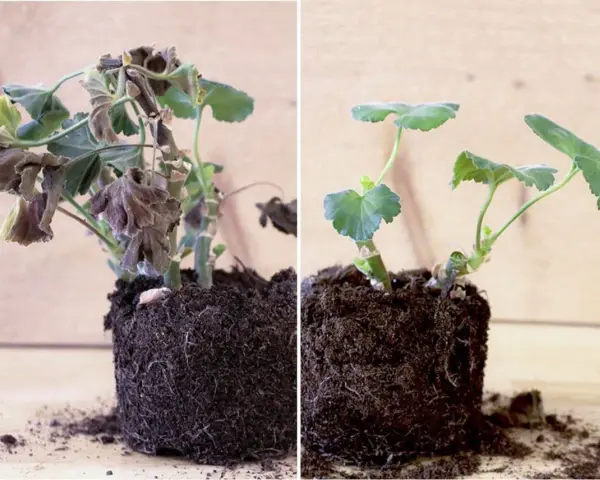 Före och efter: vissna pelargoner som fått nytt liv efter att ha fått plantera om pelargoner efter vintern.