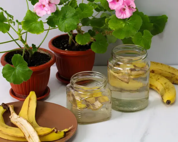Dwa słoiki z wodą i skórkami od banana, obok świeże banany i kwitnące pelargonie. To naturalna odżywka z banana dla roślin.