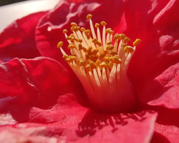 Photo macro smartphone d'un camélia rouge vif, révélant ses étamines jaunes et le velours de ses pétales.