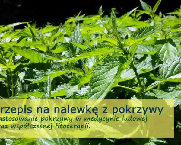 Zielone liście pokrzywy, idealne na nalewkę z pokrzywy na spirytusie. Zastosowanie w medycynie ludowej i fitoterapii.