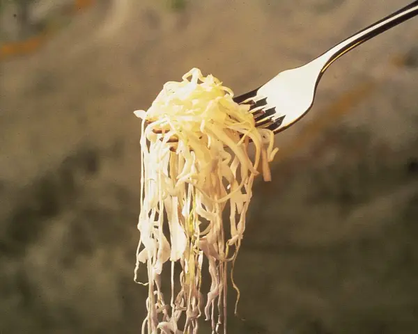 Un tenedor levanta una porción de chucrut, evocando su origen ancestral en la fermentación de la col.