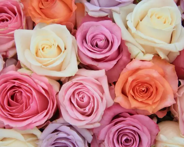 Un ramo de rosas en tonos pastel: rosa, lila, melocotón y crema. Cada color evoca un sentimiento, explorando el significado de los colores de las rosas.