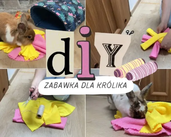 Jak zrobić zabawki dla królika: proste i bezpieczne pomysły DIY