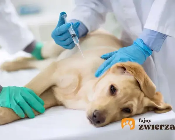 Ile kosztuje weterynarz dla psa? Sprawdź ceny i uniknij wysokich rachunków